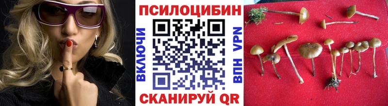 Купить где  Кемерово  Галлюциногенные грибы Cubensis 